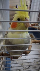 Non si vede molto bene, è giusto un po' incrinato verso fuori.