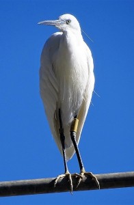 egretta