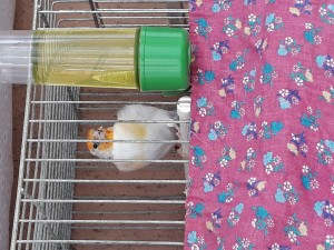 Isabella portatrice wk