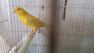 Questo è un satinè giallo intenso, prossimo riproduttore.