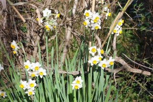 Narcisi