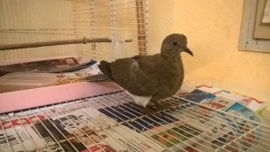 Settembrina, tortora ferita