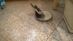 settembrina che si lava