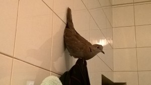 settembrina appollaiata