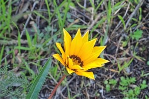 fiore