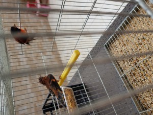 È quella sul posatoio