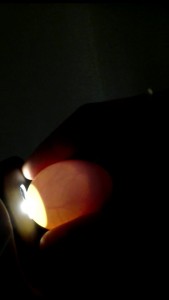 Uovo di moroseta 7gg