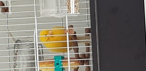 Seconda coppia il maschio e arancione