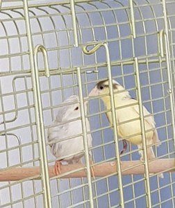 La femmina e bianca con sfumature grigie