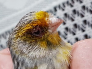 La prima foto e il sinistro 'la seconda foto e il destro .