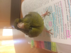 C’è una foto che è venuta meglio di questa ma non riesco a caricarla