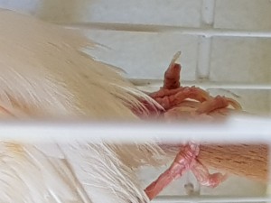 Zampa2