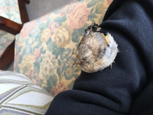 Quando dorme infila il becco nelle piume e diventa una pallina