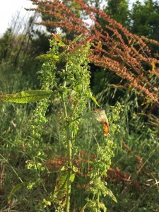 pianta4.jpg