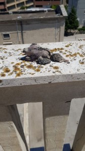 WhatsApp Image 2019-05-24 at 01.07.55.jpeg