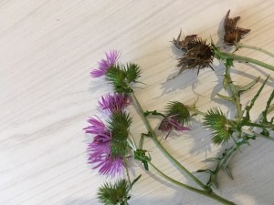 Questi hanno il gambo senza spine