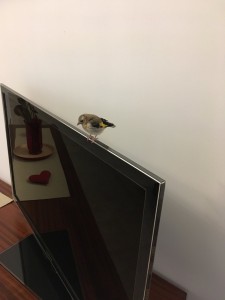 lino-tv.jpeg