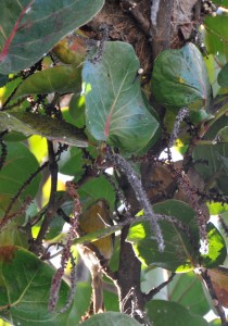 Canarina femmina (in basso) vicino al nido (in alto)