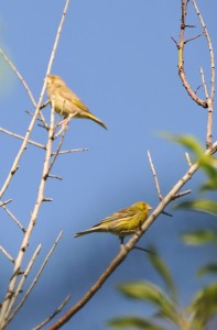 Canarino maschio (Teide) vicino ad un verdone femmina