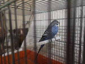 Foto del mio pappagallo