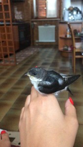 WhatsApp Image 2019-07-08 at 16.43.46.jpeg