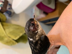 Vicino al becco diciamo...