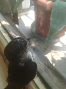IMG_20190724_112643.jpg