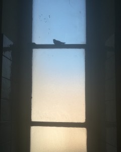 IMG_20190725_092129_812.jpg