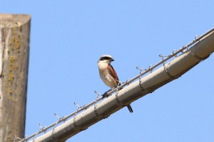 IMG_5037.JPG