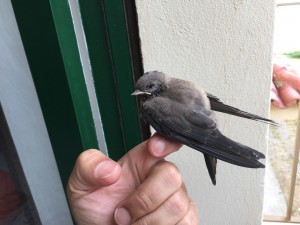 Appena trovato ( 1 settembre 2019 )