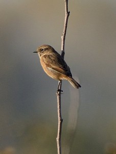 uccellino 1