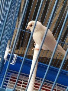 Occhio in guarigione