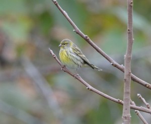 DSC_0268.JPG