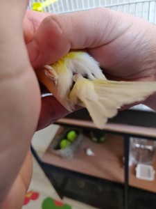 WhatsApp Image 2020-03-28 at 2.20.37 PM.jpeg