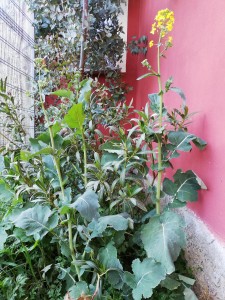 IMG_20200410_173011.jpg