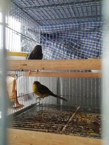 femmina e quella sotto nella mangiatoia,e nel nido,maschio a le zampette chiare