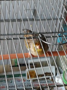 Femmina nel nido maschio fuori