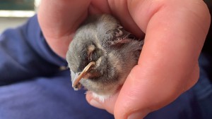 Ecco sono riuscita ad allegare la foto