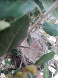 Questo e il sexindo nido dove pareva covasse ma invece ora e vuoto e lei se n e andata
