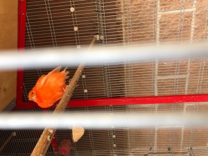 In voliera ieri con maschio