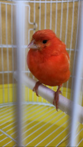 Appena inserita in gabbietta più piccola da sola