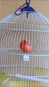 Dopo averla lasciata sola e tranquilla si è rigonfiata e teneva la zampetta su