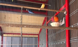 È quello giallo chiaramente