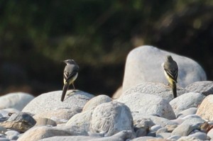 IMG_4409.jpg