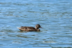 IMG_4195.JPG