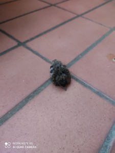 IMG_20200702_211404.jpg
