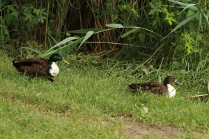 IMG_3979.JPG