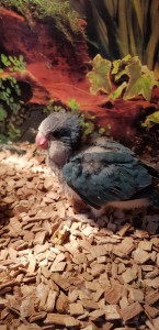 Qui dovrebbe avere 49 giorni