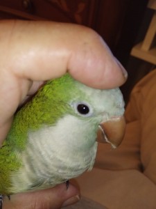 Lui è Freddy 8 anni