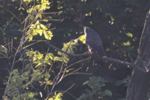 IMG_4830.jpg